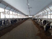 Una delle stalle alla Glenview Dairy, Odessa - New York State.jpg
