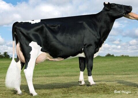 Ronelee Boliver Dreary-ET VG86  4a vacca TICTOC.jpg